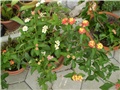 lantana